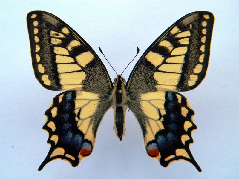 Papilio machaon (cold shock abb 5) (Internet Image property of respective owner, non-commercial use only)